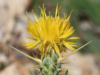 Centaurea solstitialis 9, Zomercentaurie, Saxifraga-Sonja Bouwman  Yellow star thistle - Centaurea solstitialis - Asteraceae familie