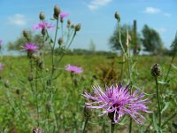 Centaurea stoebe 11, Rijncentaurie, Saxifraga-Ed Stikvoort