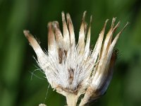 Centaurea stoebe 12, Rijncentaurie, Saxifraga-Sonja Bouwman  909. Rijncentaurie - Centaurea stoebe - Asteraceae familie (i)