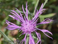 Centaurea stoebe 13, Rijncentaurie, Saxifraga-Sonja Bouwman  909. Rijncentaurie - Centaurea stoebe - Asteraceae familie (i) De Vlietberg (Ooijpolder)