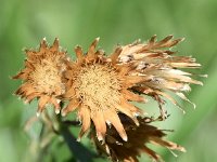 Centaurea stoebe 15, Rijncentaurie, Saxifraga-Sonja Bouwman  909. Rijncentaurie - Centaurea stoebe - Asteraceae familie (i)