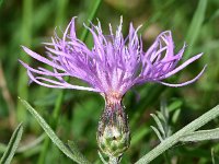 Centaurea stoebe 16, Rijncentaurie, Saxifraga-Sonja Bouwman  909. Rijncentaurie - Centaurea stoebe - Asteraceae familie (i)