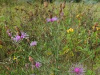 Centaurea stoebe 19, Rijncentaurie, Saxifraga-Ed Stikvoort