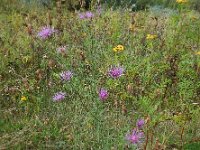 Centaurea stoebe 21, Rijncentaurie, Saxifraga-Ed Stikvoort