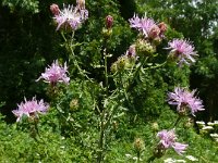 Centaurea stoebe 26, Rijncentaurie, Saxifraga-Hans Grotenhuis