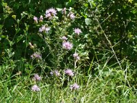 Centaurea stoebe 29, Rijncentaurie, Saxifraga-Hans Grotenhuis