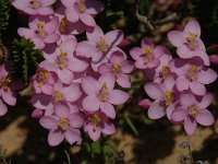 Centaurium erythraea 1, Echt duizendguldenkruid, Saxifraga-Jan van der Straaten