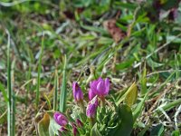 Centaurium erythraea 10, Echt duizendguldenkruid, Saxifraga-Jeroen Willemsen