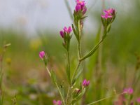 Centaurium erythraea 11, Echt duizendguldenkruid, Saxifraga-Rudmer Zwerver : Centaurium, Centaurium erythraea, Echt duizendguldenkruid, duizendguldenkruid, macro