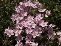 Centaurium erythraea 15, Echt duizendguldenkruid, Saxifraga-Jan van der Straaten