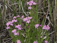 Centaurium erythraea 16, Echt duizendguldenkruid, Saxifraga-Peter Meininger