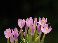 Centaurium erythraea 19, Echt duizendguldenkruid, Saxifraga-Jan van der Straaten