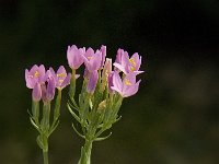 Centaurium erythraea 20, Echt duizendguldenkruid, Saxifraga-Jan van der Straaten