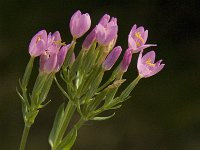 Centaurium erythraea 21, Echt duizendguldenkruid, Saxifraga-Jan van der Straaten