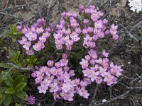 Centaurium erythraea 22, Echt duizendguldenkruid, Saxifraga-Willem van Kruijsbergen