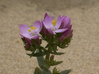 Centaurium erythraea 24, Echt duizendguldenkruid, Saxifraga-Willem van Kruijsbergen