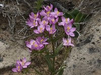 Centaurium erythraea 25, Echt duizendguldenkruid, Saxifraga-Willem van Kruijsbergen