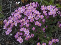 Centaurium erythraea 26, Echt duizendguldenkruid, Saxifraga-Willem van Kruijsbergen