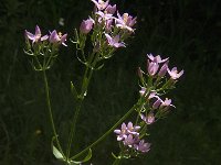 Centaurium erythraea 27, Echt duizendguldenkruid, Saxifraga-Jan van der Straaten