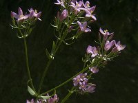 Centaurium erythraea 28, Echt duizendguldenkruid, Saxifraga-Jan van der Straaten