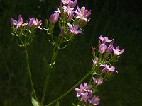 Centaurium erythraea 29, Echt duizendguldenkruid, Saxifraga-Jan van der Straaten