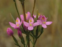 Centaurium erythraea 3, Echt duizendguldenkruid, Saxifraga-Hans Dekker