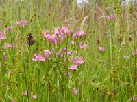 Centaurium erythraea 30, Echt duizendguldenkruid, Saxifraga-Rutger Barendse