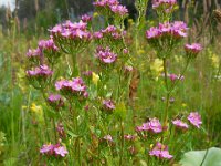 Centaurium erythraea 33, Echt duizendguldenkruid, Saxifraga-Ed Stikvoort