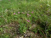 Centaurium erythraea 35, Echt duizendguldenkruid, Saxifraga-Peter Meininger