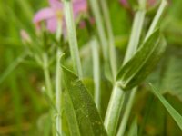 Centaurium erythraea 37, Echt duizendguldenkruid, Saxifraga-Ed Stikvoort