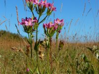 Centaurium erythraea 38, Echt duizendguldenkruid, Saxifraga-Ed Stikvoort