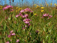 Centaurium erythraea 39, Echt duizendguldenkruid, Saxifraga-Ed Stikvoort