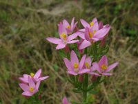 Centaurium erythraea 4, Echt duizendguldenkruid, Saxifraga-Rutger Barendse