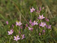 Centaurium erythraea 8, Echt duizendguldenkruid, Saxifraga-Willem van Kruijsbergen