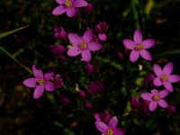 Centaurium erythraea 9, Echt duizendguldenkruid, Saxifraga-Rudmer Zwerver