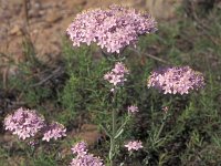 Centaurium erythraea ssp erythraea 5, Saxifraga-Inigo Sanchez