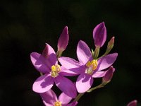 Centaurium erythraea ssp grandiflorum 13, Echt duizendguldenkruid, Saxifraga-Jan van der Straaten