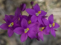 Centaurium erythraea ssp grandiflorum 14, Echt duizendguldenkruid, Saxifraga-Willem van Kruijsbergen