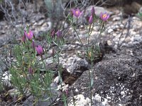 Centaurium erythraea ssp grandiflorum 6, Echt duizendguldenkruid, Saxifraga-Jan van der Straten