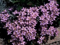 Centaurium erythraea ssp grandiflorum 7, Echt duizendguldenkruid, Saxifraga-Jan van der Straaten