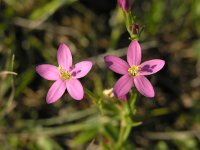 Centaurium littorale 1, Strandduizendguldenkruid, Saxifraga-Hans Dekker