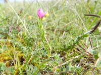 Centaurium littorale 10, Strandduizendguldenkruid, Saxifraga-Rutger Barendse