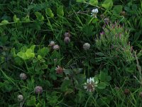 Centaurium littorale 11, Strandduizendguldenkruid, Saxifraga-Hans Boll