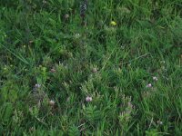 Centaurium littorale 12, Strandduizendguldenkruid, Saxifraga-Hans Boll