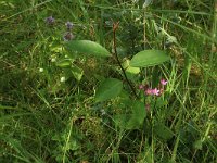 Centaurium littorale 13, Strandduizendguldenkruid, Saxifraga-Hans Boll