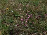 Centaurium littorale 14, Strandduizendguldenkruid, Saxifraga-Hans Boll