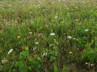 Centaurium littorale 17, Strandduizendguldenkruid, Saxifraga-Hans Boll