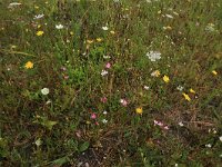 Centaurium littorale 19, Strandduizendguldenkruid, Saxifraga-Hans Boll