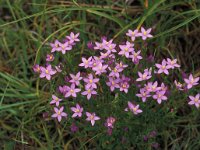 Centaurium littorale 2, Strandduizendguldenkruid, Saxifraga-Piet Zomerdijk