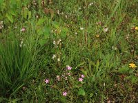 Centaurium littorale 20, Strandduizendguldenkruid, Saxifraga-Hans Boll